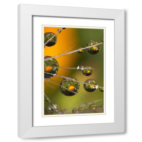California, San Diego, Water drops on a dandelion White Modern Wood Framed Art Print with Double Matting by Talbot Frank, Christopher
