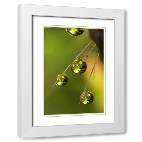 California, San Diego, Water drops on a dandelion White Modern Wood Framed Art Print with Double Matting by Talbot Frank, Christopher