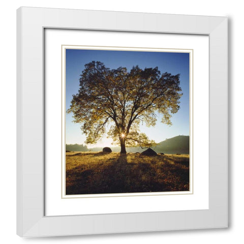 California, San Diego Black Oak Tree in Autumn White Modern Wood Framed Art Print with Double Matting by Talbot Frank, Christopher