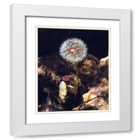 USA, California, San Diego Dandelion White Modern Wood Framed Art Print with Double Matting by Talbot Frank, Christopher
