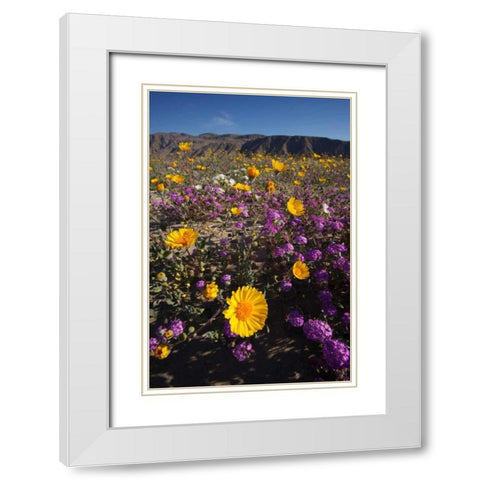 CA, San Diego Desert wildflowr scenic White Modern Wood Framed Art Print with Double Matting by Talbot Frank, Christopher
