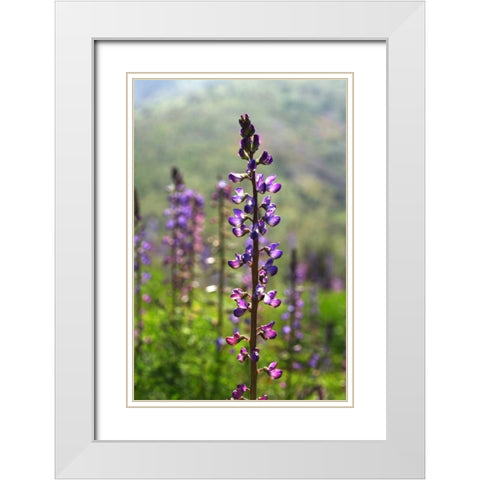 CA, San Diego Lupines in Rattlesnake Canyon White Modern Wood Framed Art Print with Double Matting by Talbot Frank, Christopher