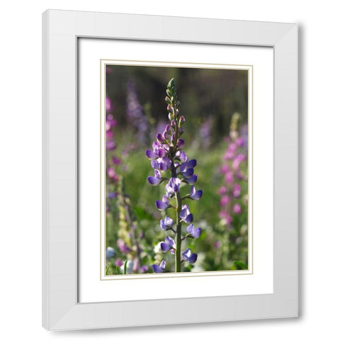 CA, San Diego Lupines in Rattlesnake Canyon White Modern Wood Framed Art Print with Double Matting by Talbot Frank, Christopher