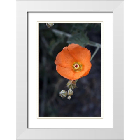 CA, San Diego Mallow flowers in the Mecca Hills White Modern Wood Framed Art Print with Double Matting by Talbot Frank, Christopher