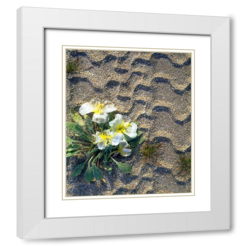 CA, San Diego Tire tracks over dune primrose White Modern Wood Framed Art Print with Double Matting by Talbot Frank, Christopher