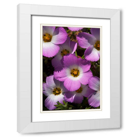 California, San Diego, Rattlesnake Canyon, Phlox White Modern Wood Framed Art Print with Double Matting by Talbot Frank, Christopher