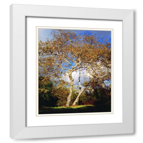USA, California, San Diego Sycamore Tree White Modern Wood Framed Art Print with Double Matting by Talbot Frank, Christopher