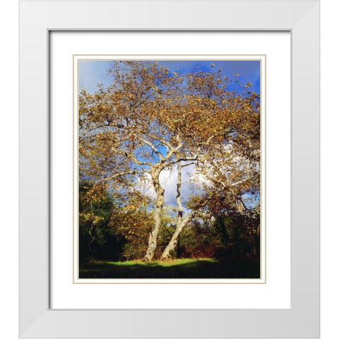 USA, California, San Diego Sycamore Tree White Modern Wood Framed Art Print with Double Matting by Talbot Frank, Christopher