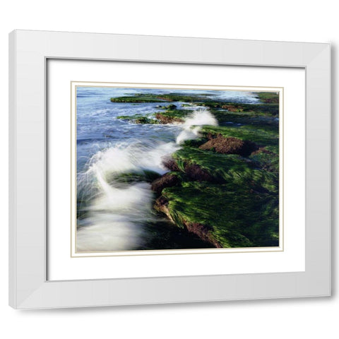 CA, San Diego Waves breaking on tide pools White Modern Wood Framed Art Print with Double Matting by Talbot Frank, Christopher
