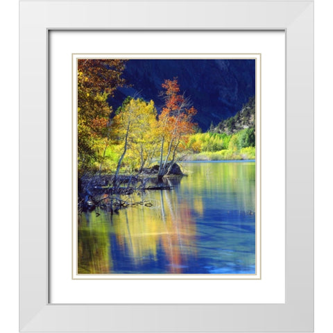 CA, Sierra Nevada, Aspen tree by Grant Lake White Modern Wood Framed Art Print with Double Matting by Talbot Frank, Christopher