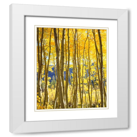 California, Sierra Nevada, Fall colors of Aspens White Modern Wood Framed Art Print with Double Matting by Talbot Frank, Christopher