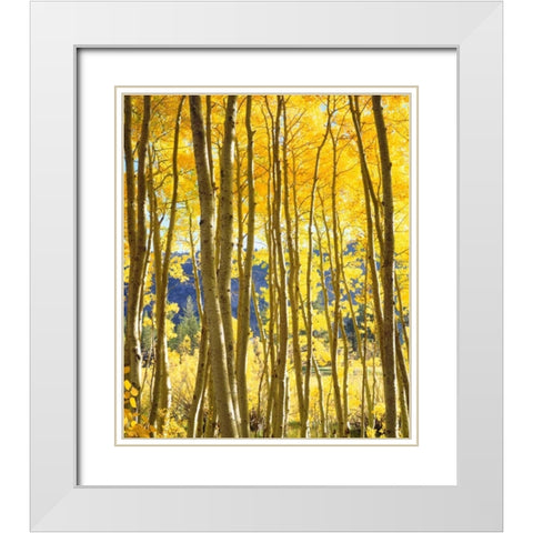 California, Sierra Nevada, Fall colors of Aspens White Modern Wood Framed Art Print with Double Matting by Talbot Frank, Christopher