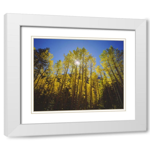 California, Sierra Nevada, Fall colors of Aspens White Modern Wood Framed Art Print with Double Matting by Talbot Frank, Christopher