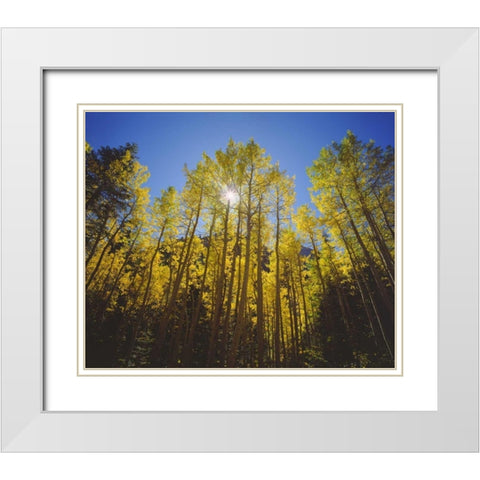 California, Sierra Nevada, Fall colors of Aspens White Modern Wood Framed Art Print with Double Matting by Talbot Frank, Christopher