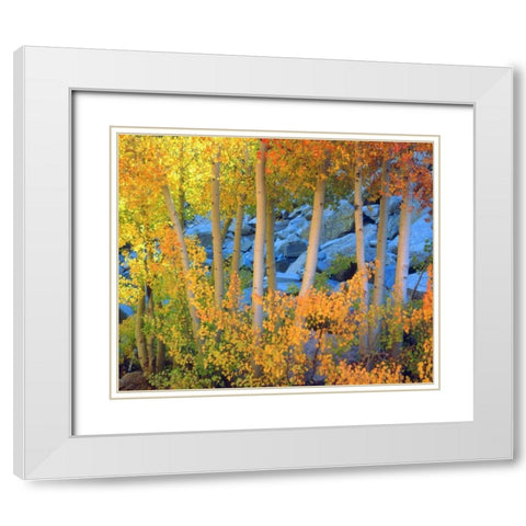 California, Sierra Nevada, Fall colors of Aspens White Modern Wood Framed Art Print with Double Matting by Talbot Frank, Christopher