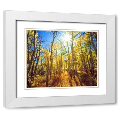 California, Sierra Nevada, Fall colors of Aspens White Modern Wood Framed Art Print with Double Matting by Talbot Frank, Christopher