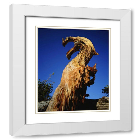 California, Sierra Nevada, Trees in the Sierras White Modern Wood Framed Art Print with Double Matting by Talbot Frank, Christopher