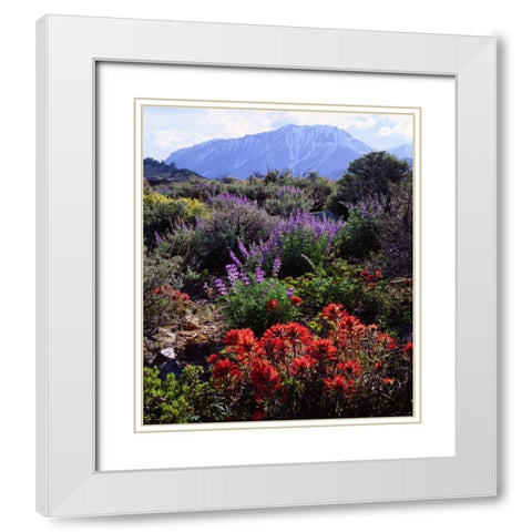 California, Sierra Nevada, Wildflowers White Modern Wood Framed Art Print with Double Matting by Talbot Frank, Christopher
