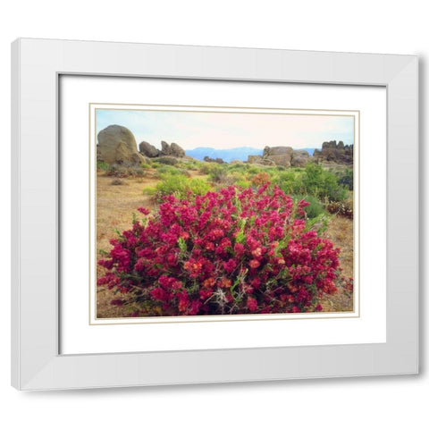 CA, Sierra Nevada Bush in the Alabama Hills White Modern Wood Framed Art Print with Double Matting by Talbot Frank, Christopher