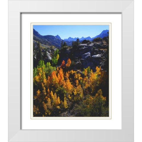 CA, Sierra Nevada Autumn of Aspen trees White Modern Wood Framed Art Print with Double Matting by Talbot Frank, Christopher
