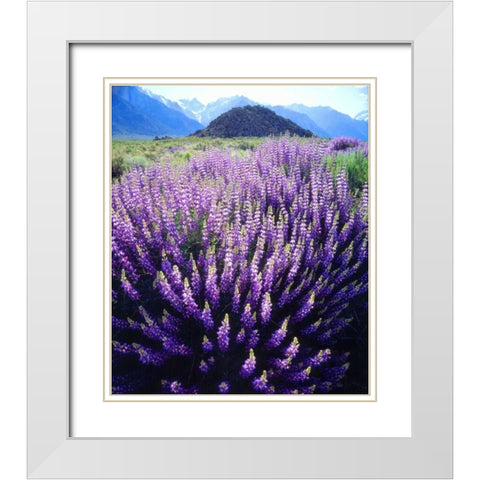 CA, Sierra Nevada Bush Lupines below Mt Whitney White Modern Wood Framed Art Print with Double Matting by Talbot Frank, Christopher