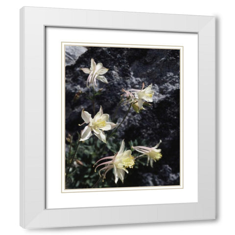 CA, Sierra Nevada Columbine in the Sierras White Modern Wood Framed Art Print with Double Matting by Talbot Frank, Christopher