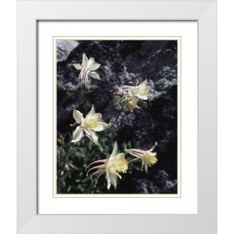 CA, Sierra Nevada Columbine in the Sierras White Modern Wood Framed Art Print with Double Matting by Talbot Frank, Christopher