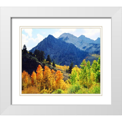 CA, Sierra Nevada Fall colors of aspen trees White Modern Wood Framed Art Print with Double Matting by Talbot Frank, Christopher