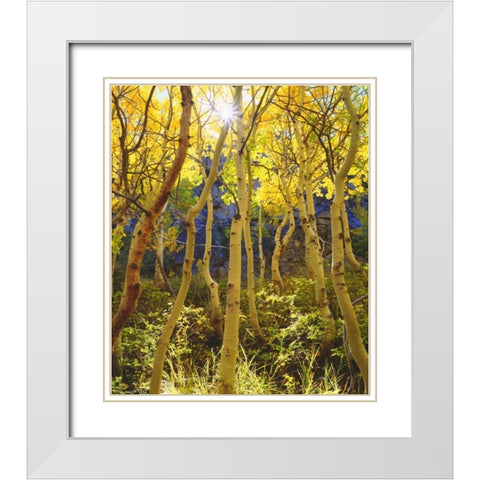 California, Sierra Nevada, Fall colors of Aspens White Modern Wood Framed Art Print with Double Matting by Talbot Frank, Christopher