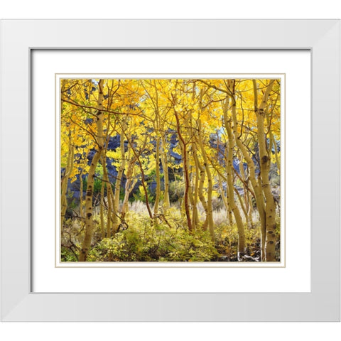 California, Sierra Nevada, Fall colors of Aspens White Modern Wood Framed Art Print with Double Matting by Talbot Frank, Christopher