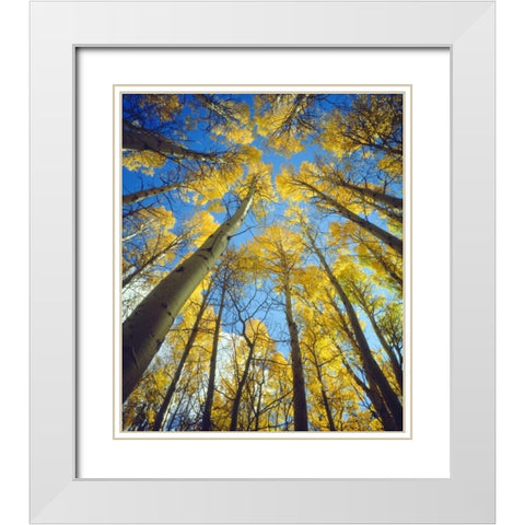California, Sierra Nevada, Fall colors of Aspens White Modern Wood Framed Art Print with Double Matting by Talbot Frank, Christopher