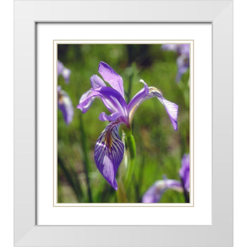 CA, Sierra Nevada Iris flower in the Sierras White Modern Wood Framed Art Print with Double Matting by Talbot Frank, Christopher