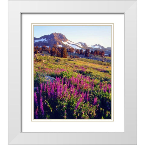 CA, Sierra Nevada Lupine flowers at Carson Pass White Modern Wood Framed Art Print with Double Matting by Talbot Frank, Christopher