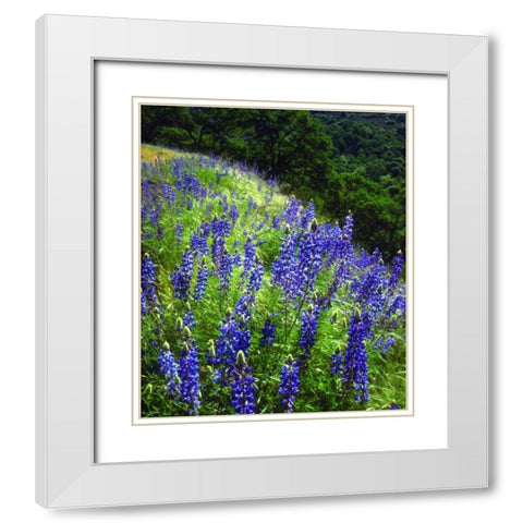 CA, Sierras, Sequoia NP Lupines in the forest White Modern Wood Framed Art Print with Double Matting by Talbot Frank, Christopher