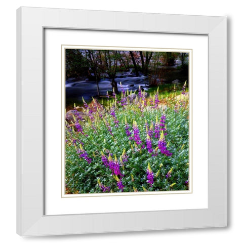 CA, Sierra Nevada Lupines in the High Sierra White Modern Wood Framed Art Print with Double Matting by Talbot Frank, Christopher