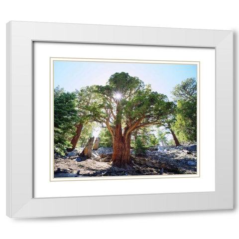 CA, Sierra Nevada Old-growth Juniper tree White Modern Wood Framed Art Print with Double Matting by Talbot Frank, Christopher