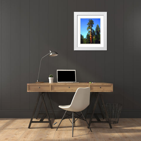 CA, Sierra Nevada Old-growth Sequoia Tree White Modern Wood Framed Art Print with Double Matting by Talbot Frank, Christopher