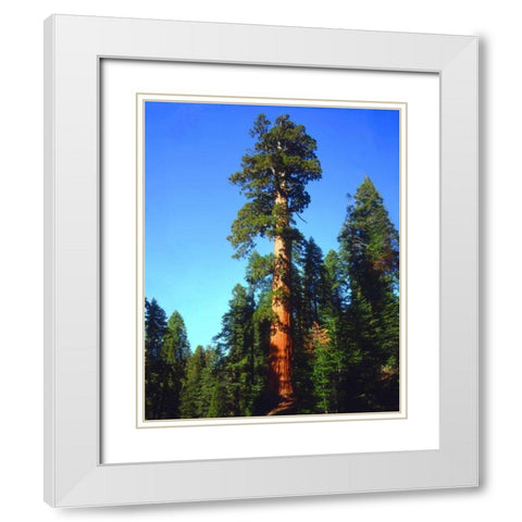 CA, Sierra Nevada Old-growth Sequoia Tree White Modern Wood Framed Art Print with Double Matting by Talbot Frank, Christopher