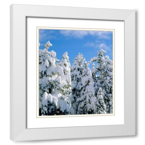 CA, Sierra Nevada Snowy trees in the Sierras White Modern Wood Framed Art Print with Double Matting by Talbot Frank, Christopher