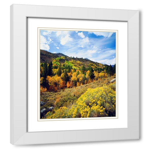 CA, Sierra Nevada Flowers and autumn White Modern Wood Framed Art Print with Double Matting by Talbot Frank, Christopher