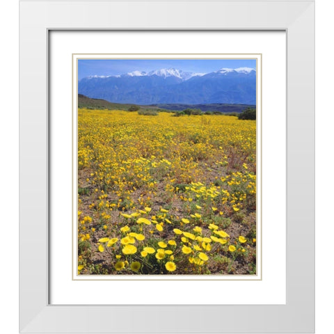 CA, Sierra Nevada flowers in the Owens Valley White Modern Wood Framed Art Print with Double Matting by Talbot Frank, Christopher