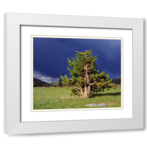 CA, Sierra Nevada Juniper trees and storm clouds White Modern Wood Framed Art Print with Double Matting by Talbot Frank, Christopher