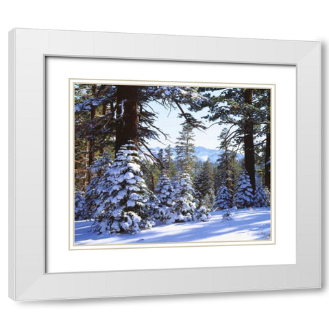 California, High Sierra, Snow-covered Red Fir White Modern Wood Framed Art Print with Double Matting by Talbot Frank, Christopher