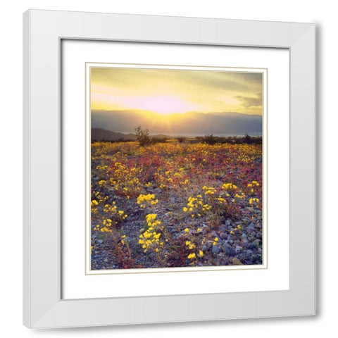 USA, California, Wildflowers in Death Valley NP White Modern Wood Framed Art Print with Double Matting by Talbot Frank, Christopher
