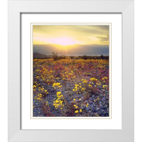 USA, California, Wildflowers in Death Valley NP White Modern Wood Framed Art Print with Double Matting by Talbot Frank, Christopher