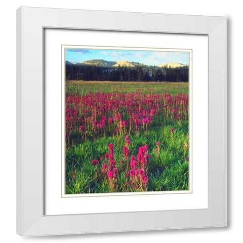 California, flowers in the Sierra Nevada Mts White Modern Wood Framed Art Print with Double Matting by Talbot Frank, Christopher