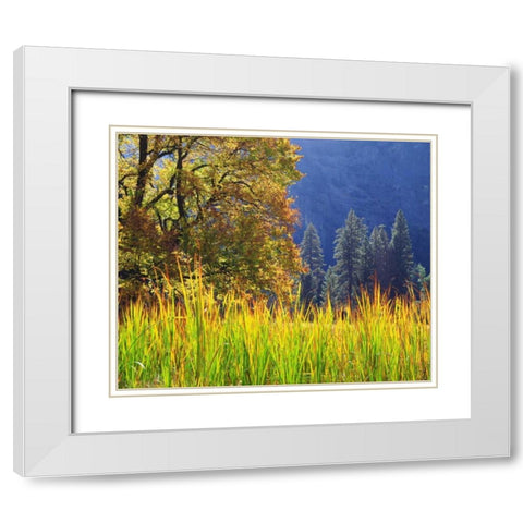 California, Yosemite Oak with autumn foliage White Modern Wood Framed Art Print with Double Matting by Talbot Frank, Christopher
