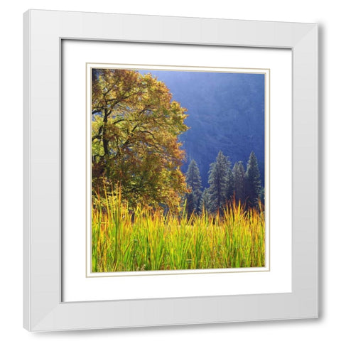 California, Yosemite Oak with autumn foliage White Modern Wood Framed Art Print with Double Matting by Talbot Frank, Christopher