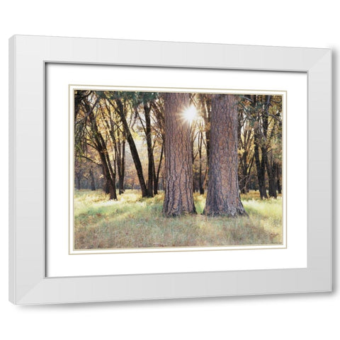 California, Yosemite Sunset through the forest White Modern Wood Framed Art Print with Double Matting by Talbot Frank, Christopher