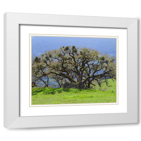 California Oak tree in a clearing in the forest White Modern Wood Framed Art Print with Double Matting by Talbot Frank, Christopher